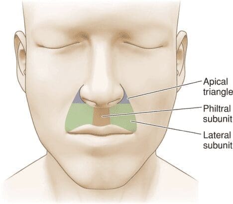 Upper lip anatomy photo